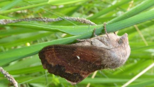 Réf. 233 881 : Dendrolimus pini